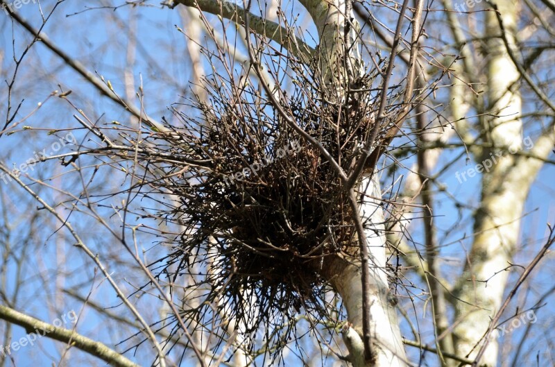 Nest Of Magpies Birds Broods Nest Magpies