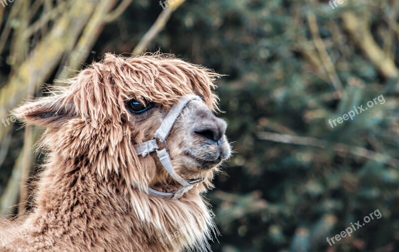 Lama Fur Portrait Animal Head