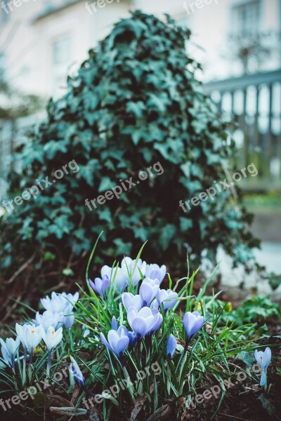 Flowers Green Nature Purple White