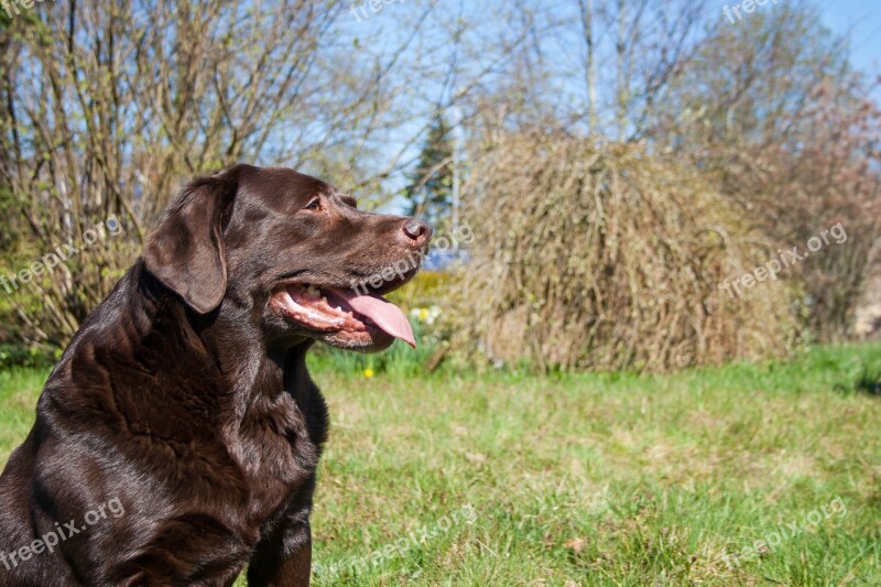 Dog Labrador Pet Animal Animal Portrait