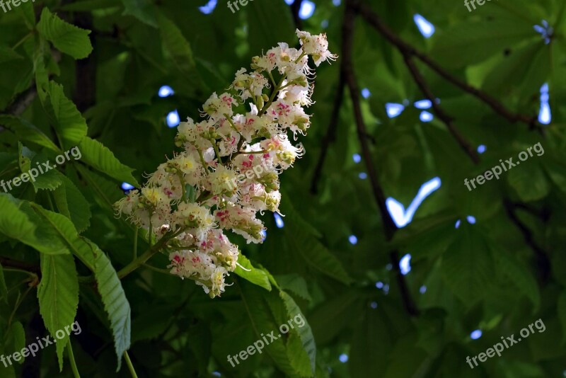 Chestnut Blooms Flower Horse Chestnut Tree