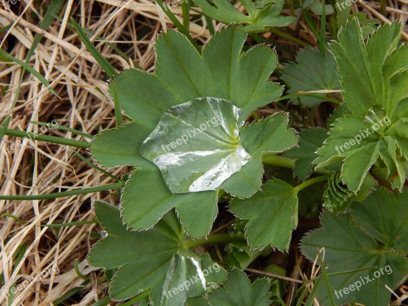 Rosa Grass Sheet Green Nature