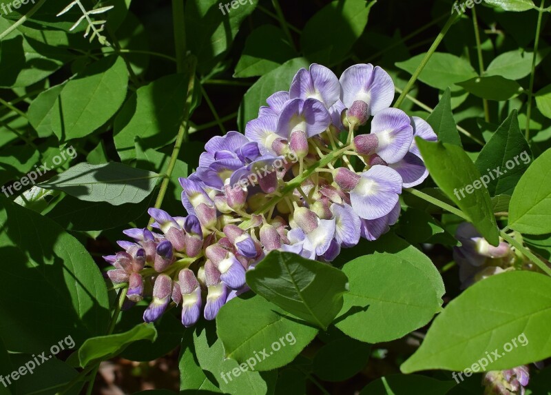 Wisteria Flower Blossom Bloom Plant