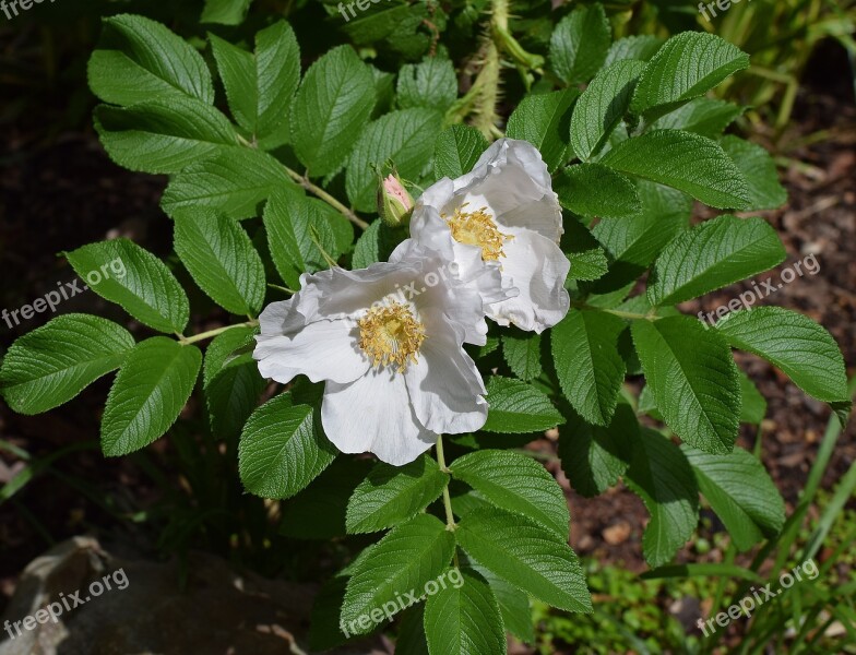 Palest Pink Roses Rugosa Rose Pale Pink Flower Blossom