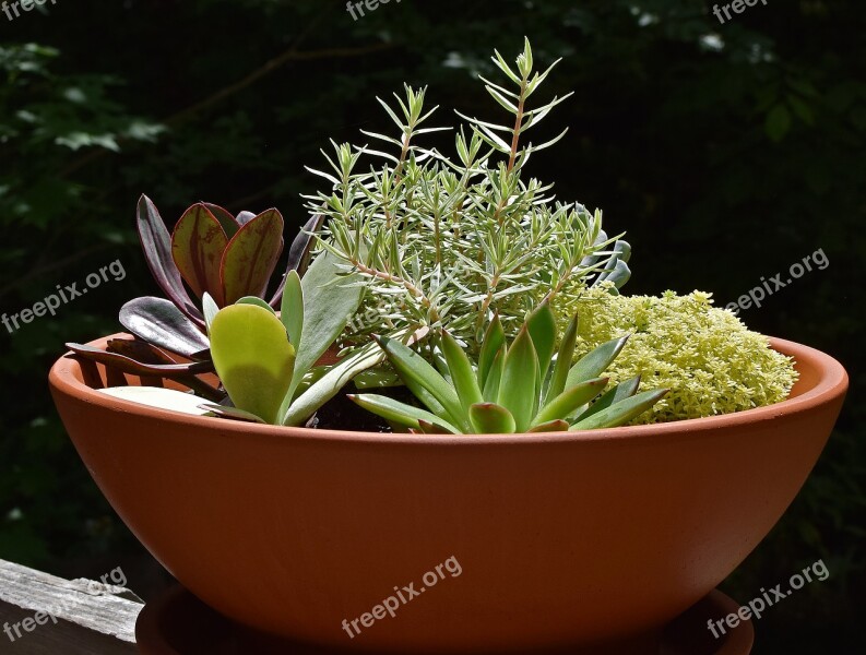 Succulent Garden Succulent Plant Nature Container