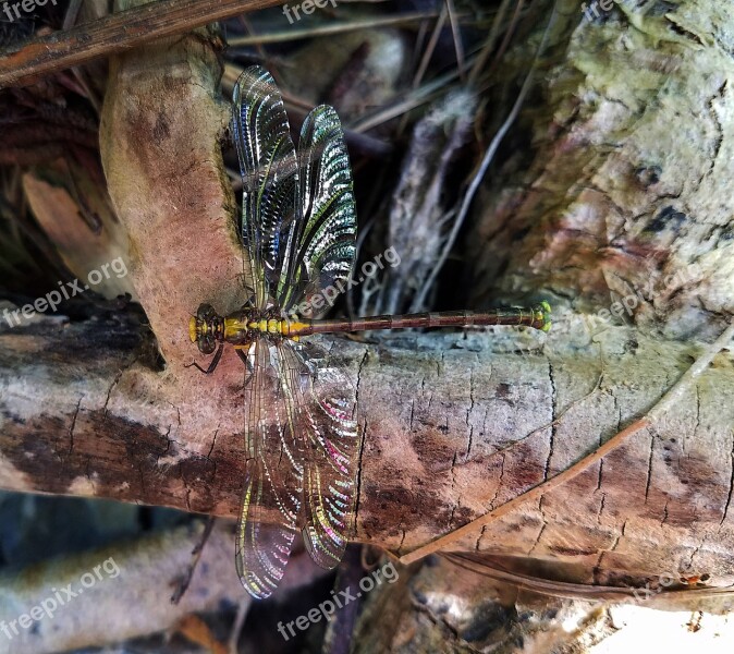 Dragonfly Insect Bug Wings Creek