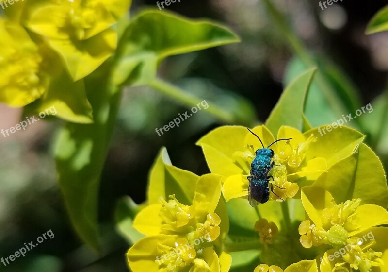 Spring Bug Wasp Flower Yellow