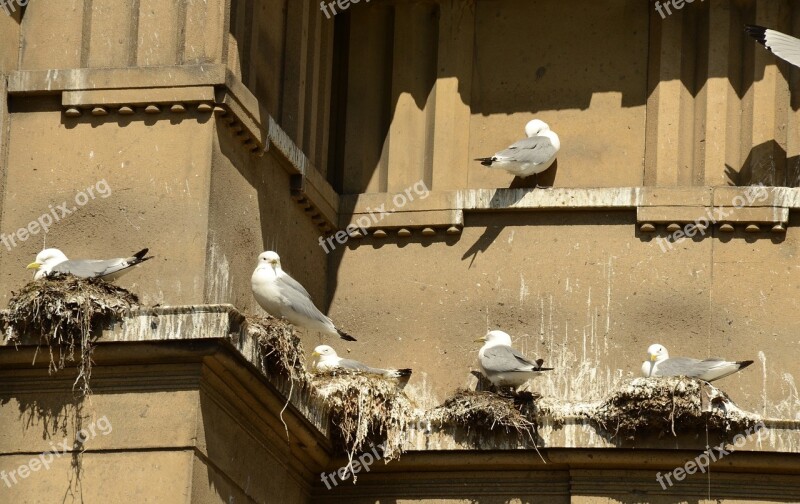 Seagull Bird Hatch Nest Boy