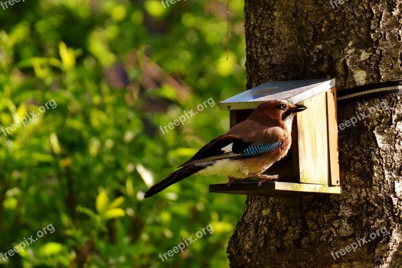 Jay Bird Colorful Feeding Food