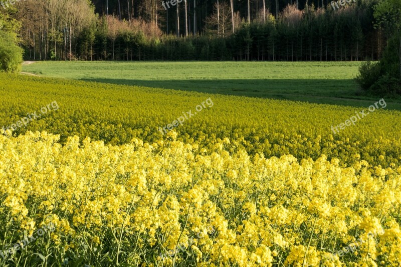 Field Of Rapeseeds Surfaces Stripes Geometric Agriculture