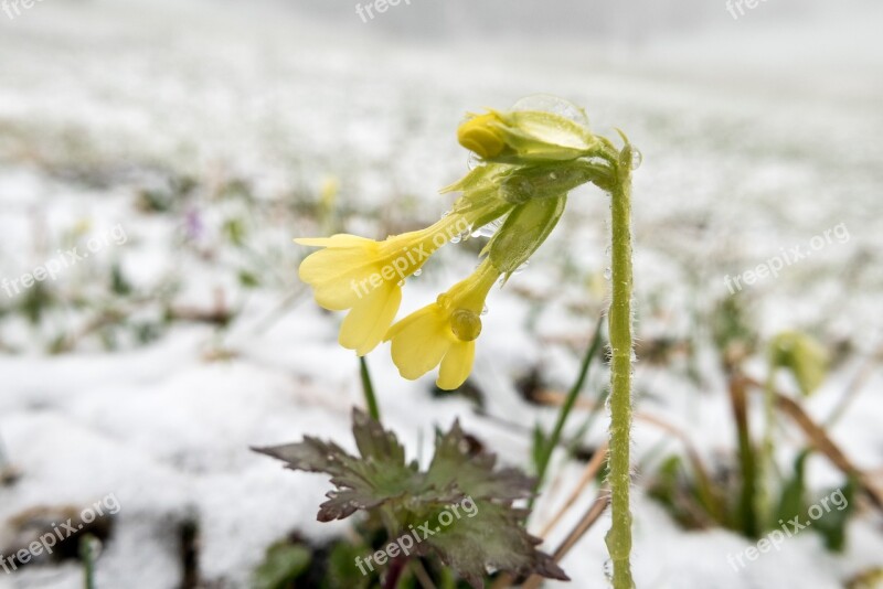 Cowslip Winter Snow Winter Blast Spring