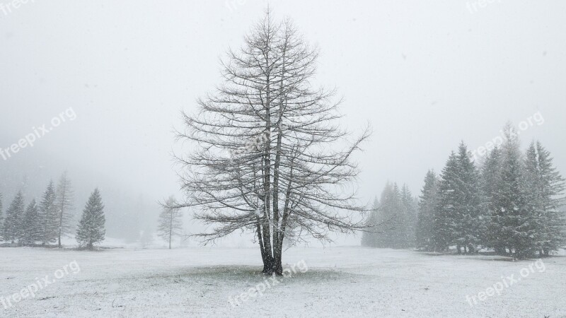 Alp Alm Winter Snow Meadow