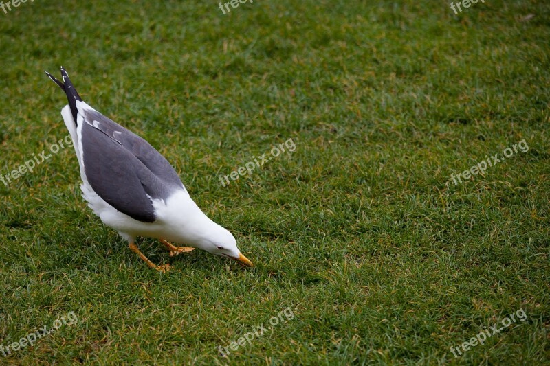 Animal Bird Seagull Grass Field Eating