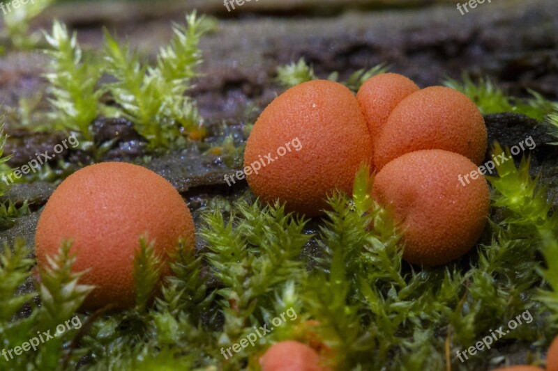 Blood Milk Mushroom Slime Mold Sponge Small Mushroom Mushrooms