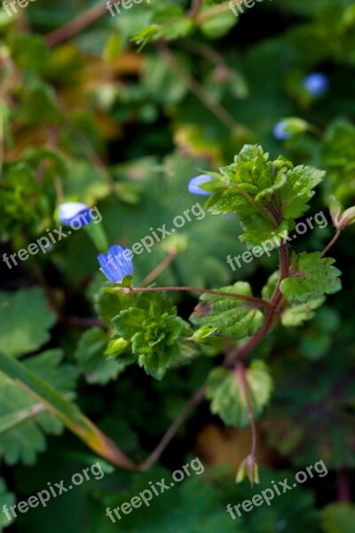 Flower Blue Flower Tiny Flower Miniature Photography Landscape