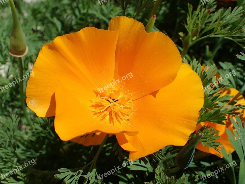 Poppy Flower Eschscholzia Californica Orange Free Photos