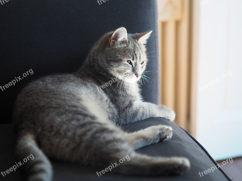 Grey Cat Cat Lying Indoor Cat Free Photos