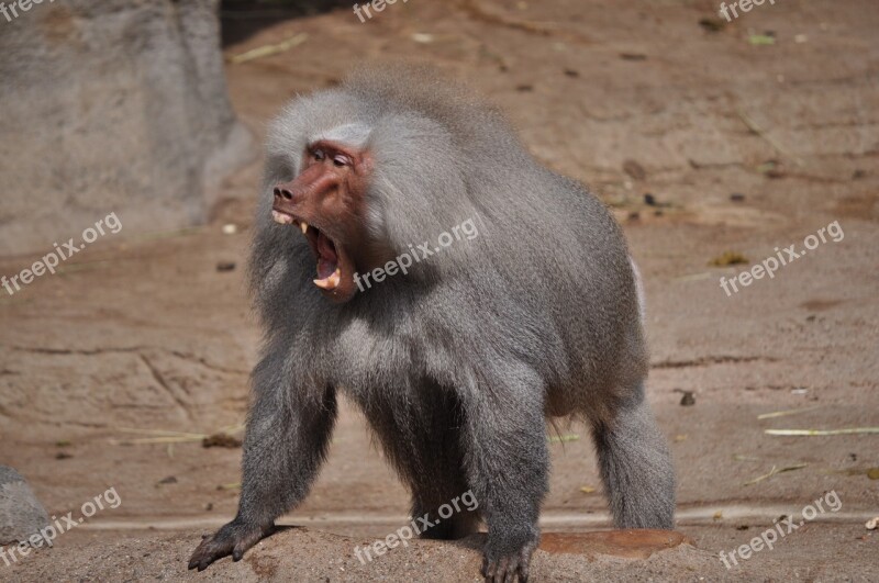 Baboon Tooth Roar Area Free Photos