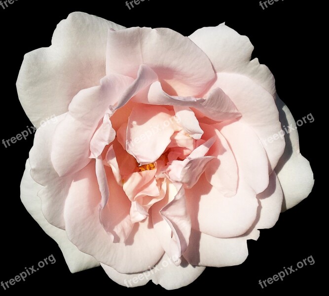 Blossom Bloom Pink Summer Flower Black Background