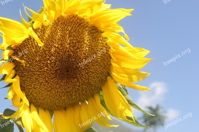 Sunflowers Helianthus Sun Flower Yellow