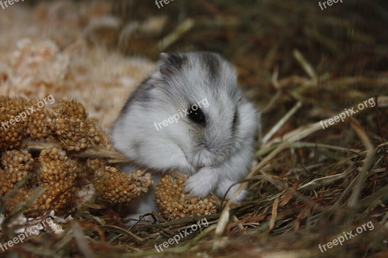 Hamster Animal Cute Rodent Sweet