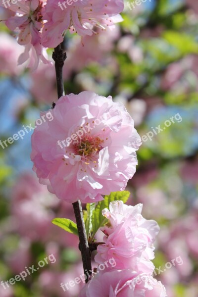 Flower Pink Blooming Pink Flowers Blossom