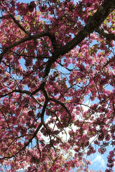 Tree Flower Blossom Branch Blooming