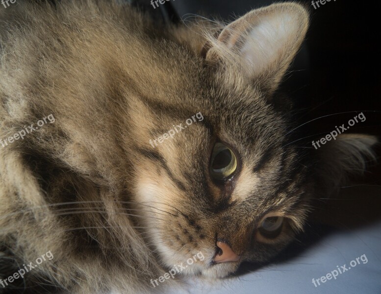 Cat Norwegian Forest Cat Cat's Eyes Cute Ears