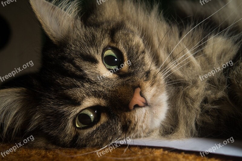 Cat Norwegian Forest Cat Cat's Eyes Cute Ears