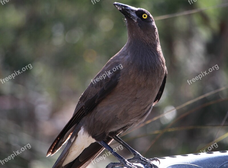 Currawong Grey Currawong Australian Bird Large Bird Carnivorous Bird