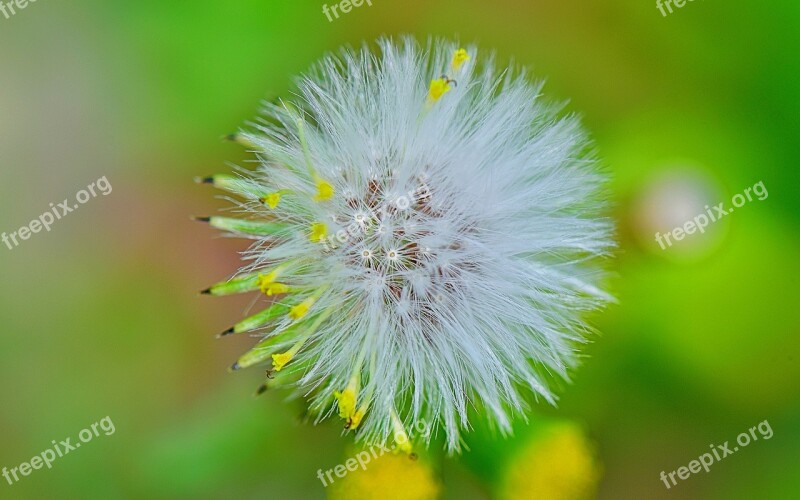 Nature Flower Flowers Plants Garden