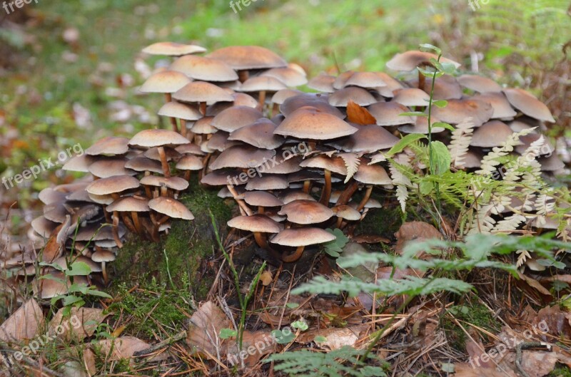 Mushroom Collection Forest Brown Mushroom Nature Free Photos