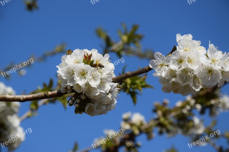 Wasp Blossom Bloom Yellow Insect