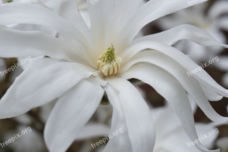 Tulip Tree Blossom Bloom White Nature