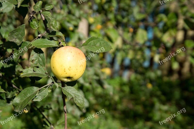 Apple Apple Tree Garden Harvest Fruity Garden