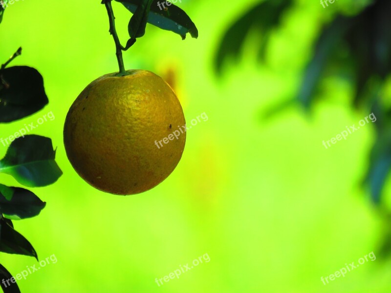 Orange Citric Fruit Green Citrus