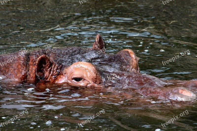 Hippo Hippopotamus Amphibius Head Water Animal