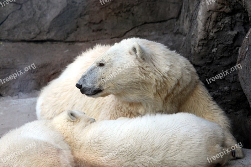 White Bear Female Bear Teddy-bear Polar Bear Zoo