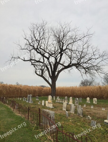 Cemetery Tree October Halloween Graveyard