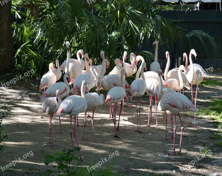 Flamingos Bird Tropical Wildlife Nature