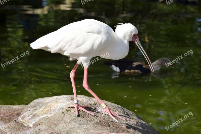 Ibis Bird Avian Wildlife Animal