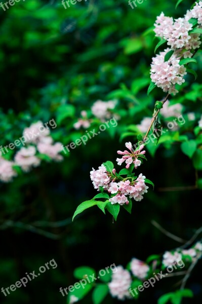 Natural Plant Mountain Green Flowers