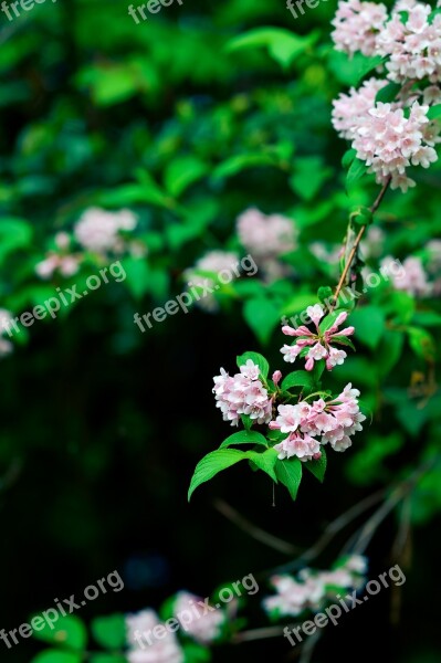 Natural Plant Mountain Green Flowers