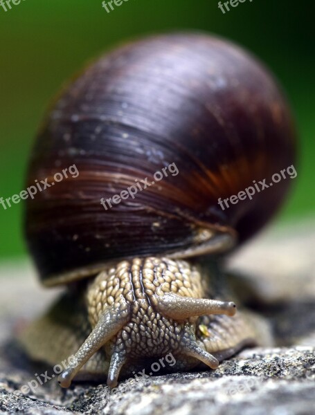 Snail Shell Mollusk Nature Reptile