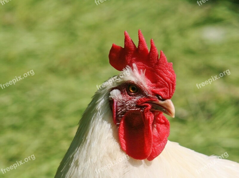 Chicken Hen Hahn Poultry Animal