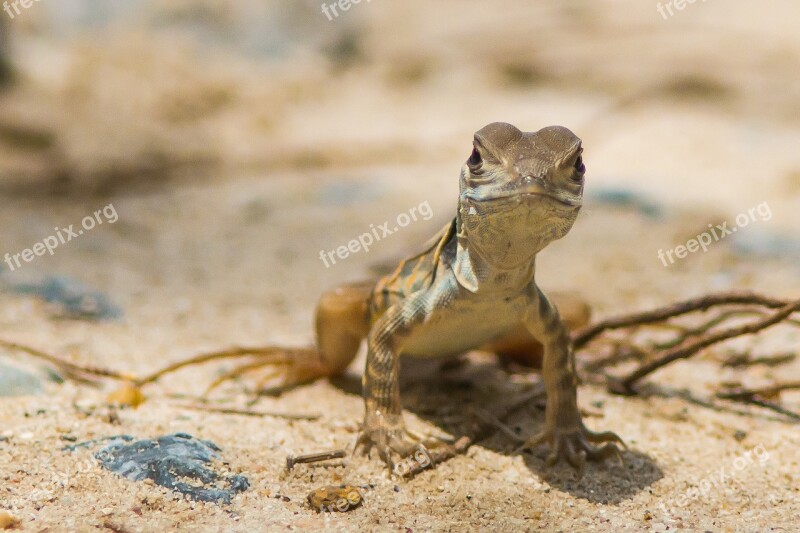 Iguana Reptile Flake Free Photos