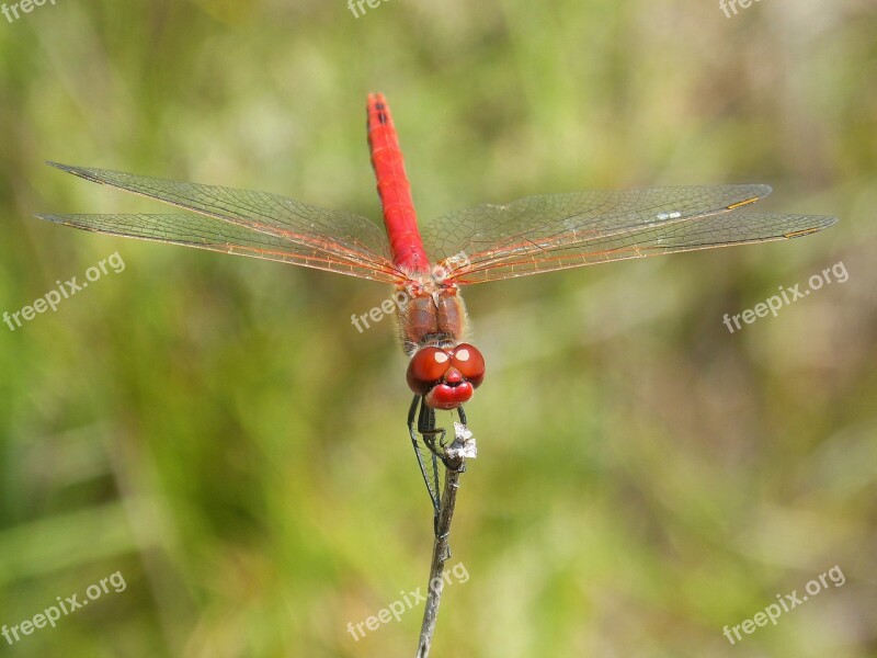 Dragonfly Erythraea Crocothemis Red Dragonfly Branch Winged Insect