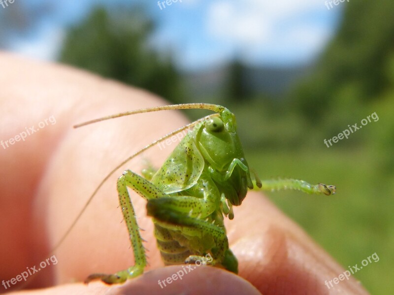 Cricket Green Dotted Green Grasshopper Antennas Small Orthopteron