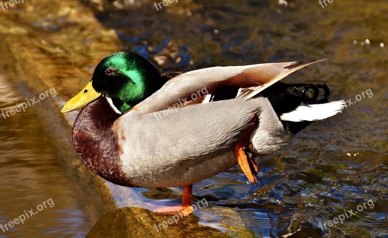 Duck Mallard Drake Water Bird Duck Bird