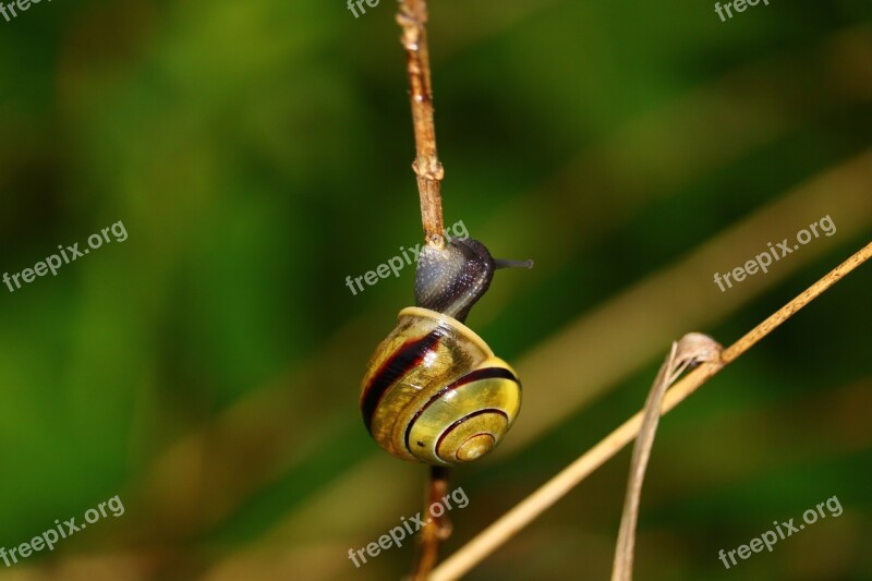 Snail Blade Of Grass Green Macro Nature